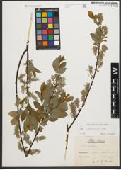 Foto von Salix starkeana Willd.